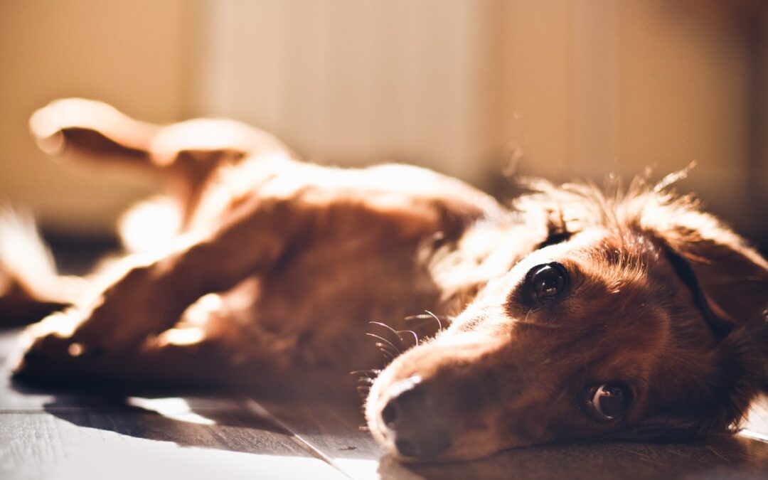 Protected: General Meeting