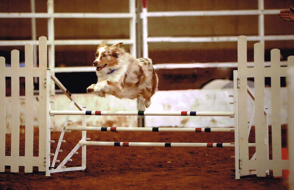 Agility Tulsa Dog Training Club